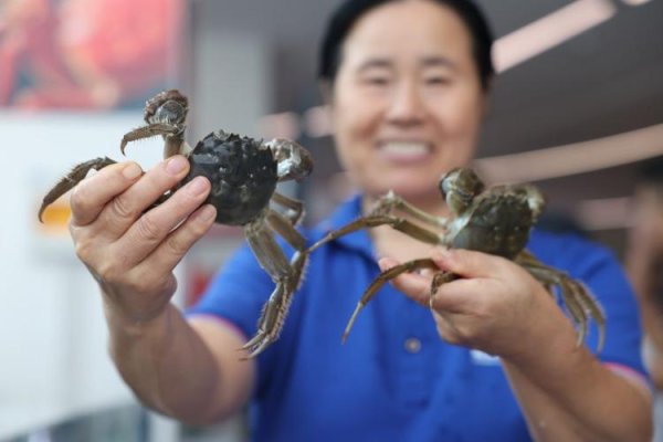 口碑最好的配资平台 东营市垦利区：黄河口大闸蟹抢“鲜”上市
